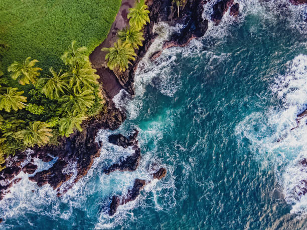 Snorkeling Safari Turtle Tours in Oahu