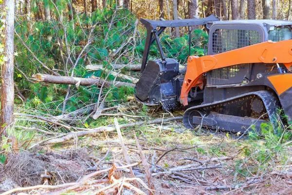 Local Tree Service Springfield – Experienced Arborists