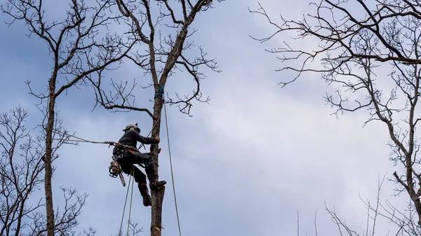 Tree Pruning and Shaping for a Beautiful Yard
