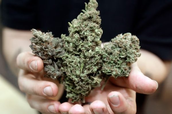 Learn Everything About Weed Including Strains, Effects, and Quality