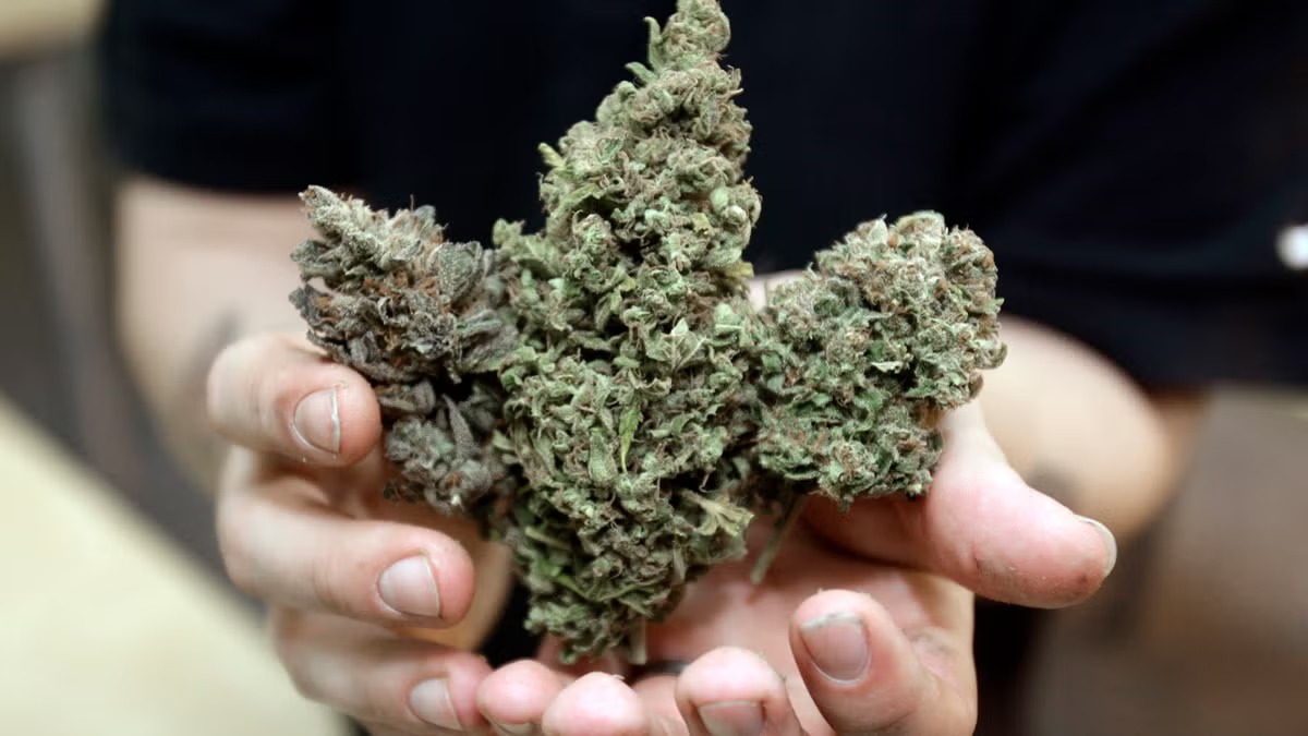 Learn Everything About Weed Including Strains, Effects, and Quality