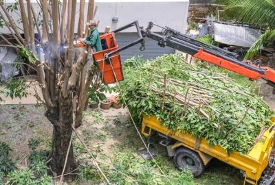 Madison Tree Pruning Improve Tree Health with Expert Care