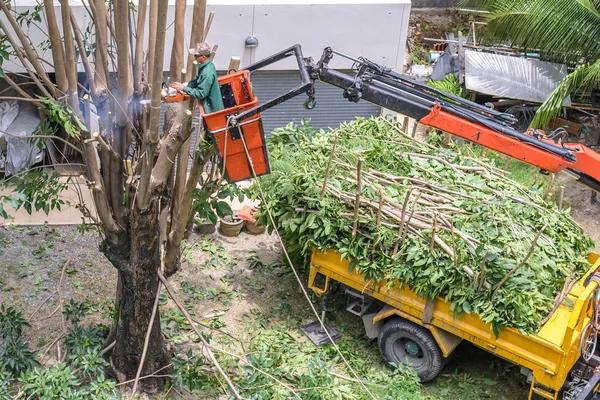 Madison Tree Pruning Improve Tree Health with Expert Care